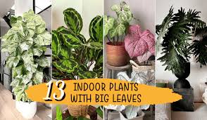Indoor Plants With Big Leaves To Grow