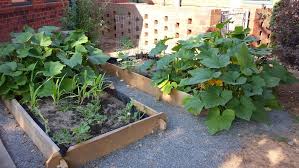 Raised Garden Beds The Next Step For