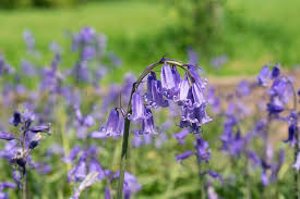 English Bluebells In The Green Bulbs