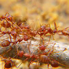 How To Get Rid Of Ants Methods That