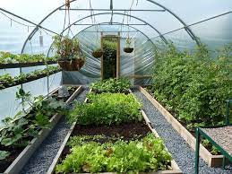 Growing Vegetables In A Greenhouse