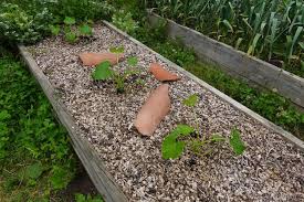 Plant Zucchini In The Backyard Garden