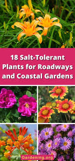 18 Salt Tolerant Plants For Roadways