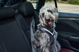 Best Cars For Dog Owners My Top 10