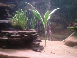 Reptiles Pet Aquascape Fish Tank