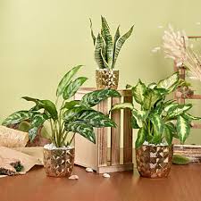 Indoor Plants In Dubai Uae