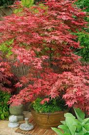 X Large Instant Impact Plants Green