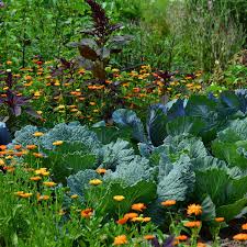 Design An Italian Kitchen Garden Step
