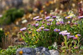 Seaside Daisy Summer Dry Celebrate