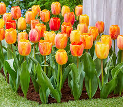 Design Ideas For Landscaping With Bulbs