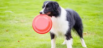 Dogs Love Frisbees Balls And Sticks
