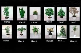 Houseplants Are Best For Wellbeing