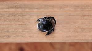 Getting Rid Of Carpenter Bees Lowe S