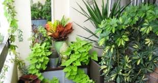 Easy Plants For Your Terrace Garden