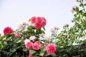 Climbing Rose Flowers Over Vintage Open