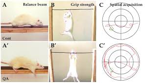 in the balance beam test the control