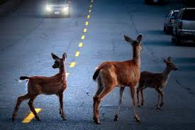 Deer In The Headlights Burnett Williams