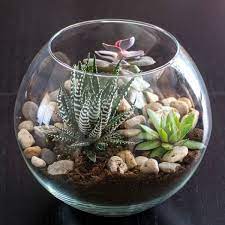 Round Glass Bowl Succulent Terrarium
