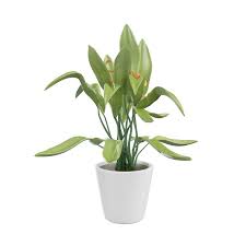 House Plant 3d Icon In Png