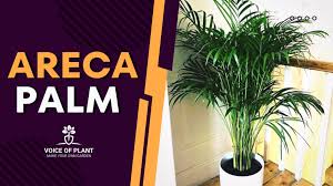 Areca Palm Care Fertilizer And Pruning