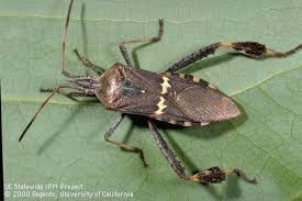 Leaffooted Bugs An Increasing Problem