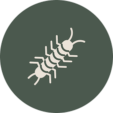Centipede Pest Control In Arizona