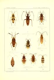 Insects Archives Dyck Arboretum