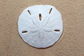 Sand Dollar Drawing Images Browse 2