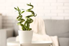 Best Vastu Shastra Plants For Home