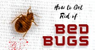 How To Get Rid Of Bed Bugs Lara S