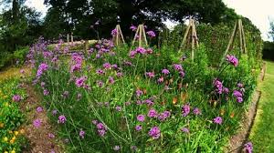 Allotment Vegetable Garden With Flowers