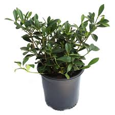 Gardenia Jasminoides