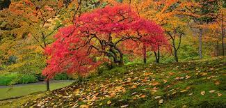 Portland Japanese Garden Photography