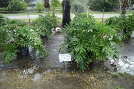Laurel Oaks Odessa Fl Plants