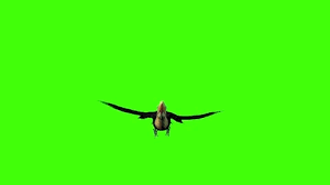Bird Flying Animation Stock Footage