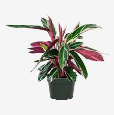 45 Best Indoor Plants On 2023