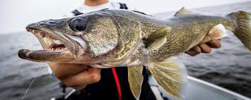 Catch And Cook Walleyes This June