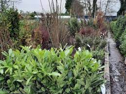 Vertigrow Plant Nursery York