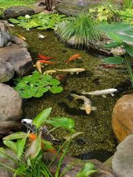 Koi Pond Design Ideas Add A Japanese