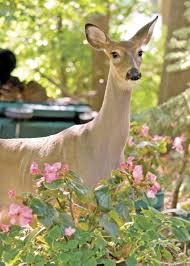My Roses Keep Deer Out Of The Garden