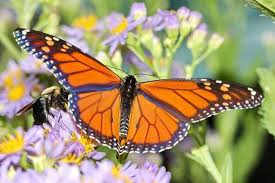 Erfly Magic In A School Garden