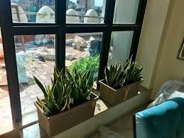 Well Drained Office Indoor Plants At Rs