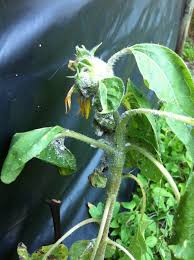 White Bugs On My Sunflower Mealybugs