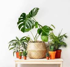 Vastu Tips Plant These Plants As Per