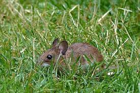 Why Overgrown Gardens Hide Rodents