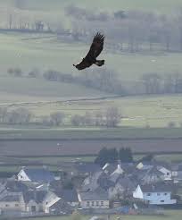 Golden Eagle Living In Wild In Wales