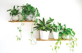 Indoor Trailing Plants Abc Gardening