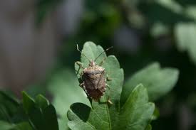 Squash Bugs Stink Bugs