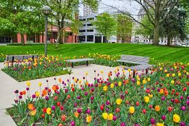Colorful Tulip Garden