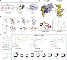 Rna Conformational Propensities